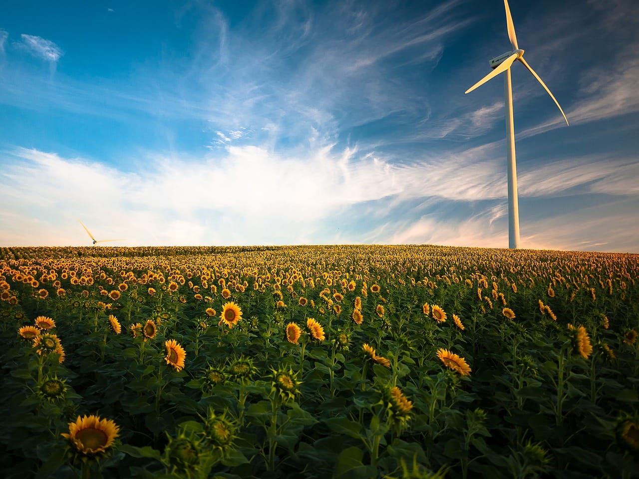 sunflowers, windmill, field, farm, sunflower farm, wind turbine, agriculture, sunflower field, wind energy, renewable energy, flower background, wind power, beautiful flowers, clouds, flora, flowers, idyllic, nature, peaceful, plants, rural, sky, sunflowers, windmill, flower wallpaper, windmill, farm, wind turbine, wind turbine, agriculture, wind energy, renewable energy, renewable energy, renewable energy, renewable energy, renewable energy, wind power